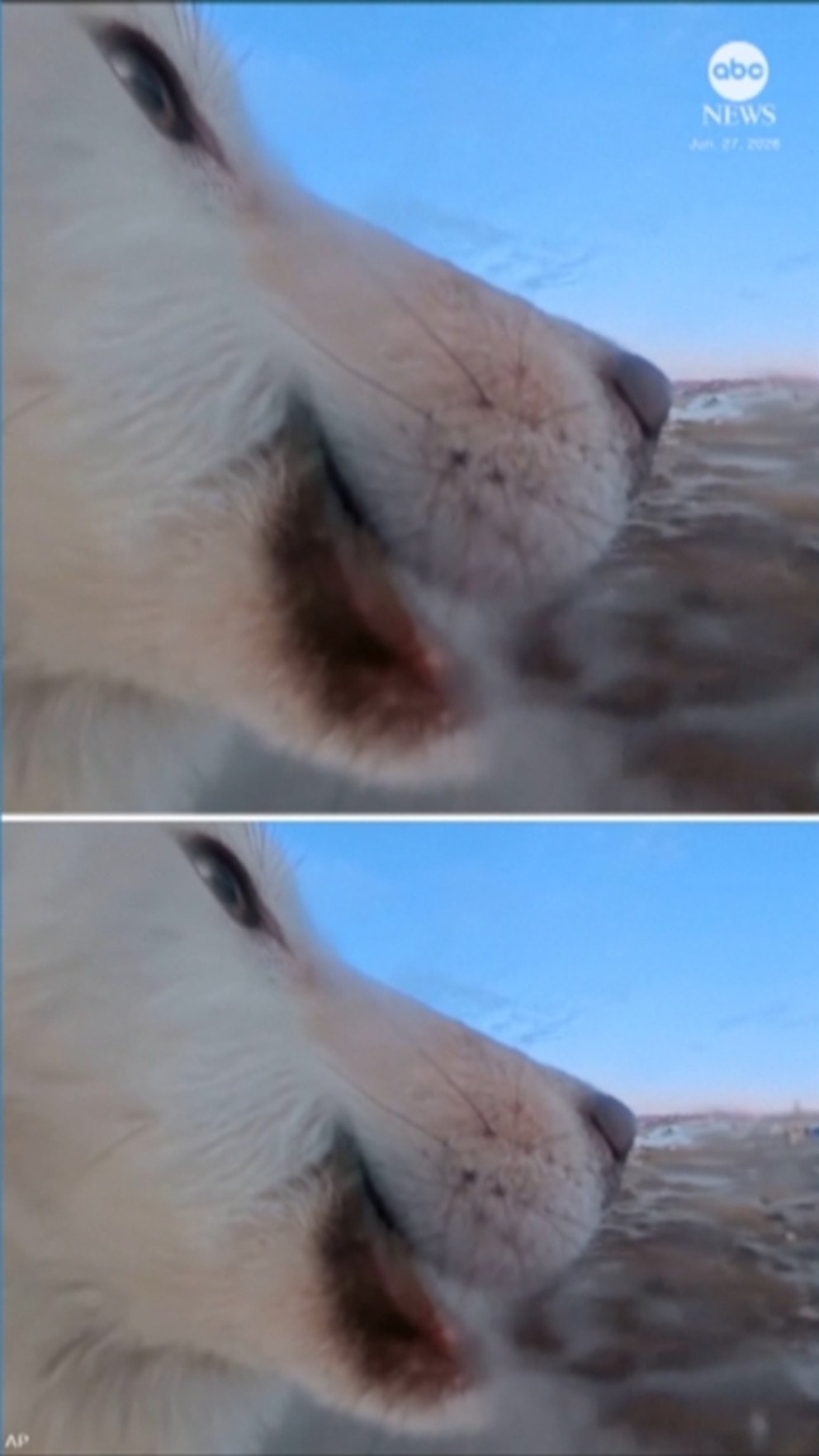 MIRA: Perro roba la cámara de un periodista y establece un récord