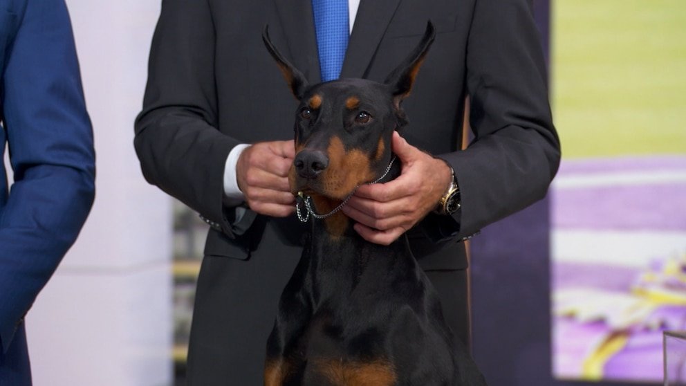 MIRAR: Westminster Dog “Best in Show” está en vivo en “GMA”.