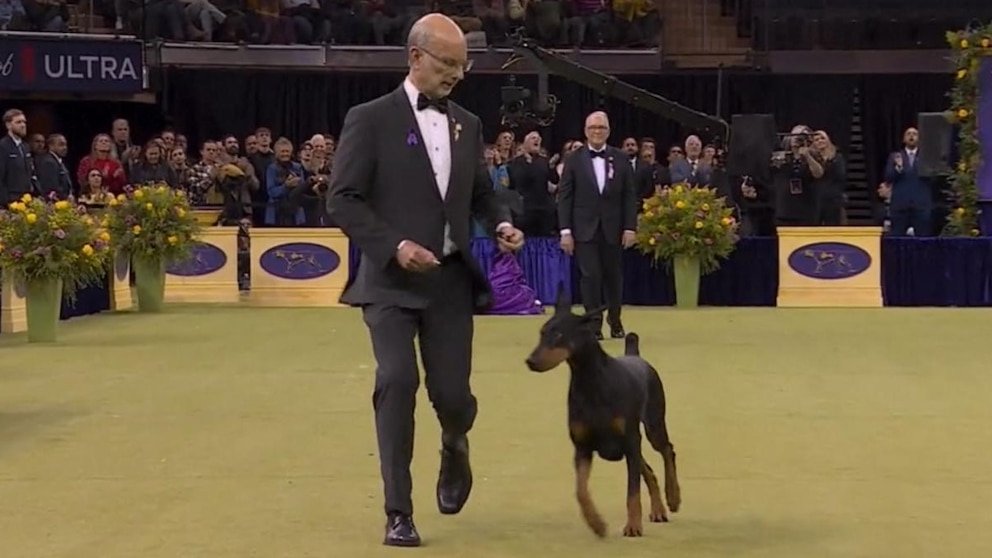 MIRAR: Victoria emotiva en la exposición canina del Westminster Kennel Club