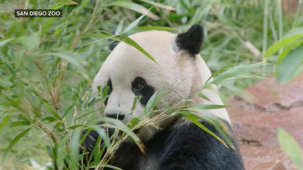 MIRAR: Descubra las alegrías del Zoológico de San Diego