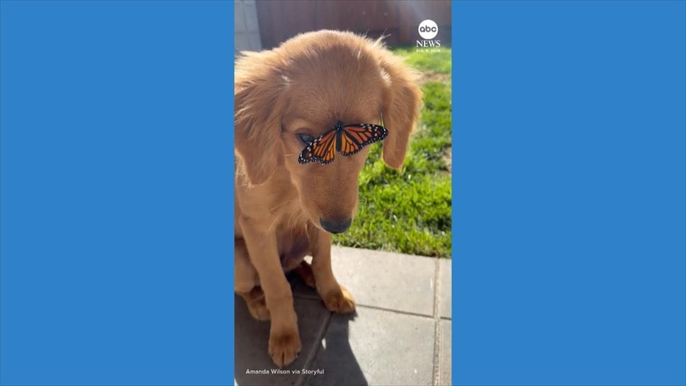 MIRAR: Cachorro de Golden Retriever confundido por una mariposa sentada en su cara