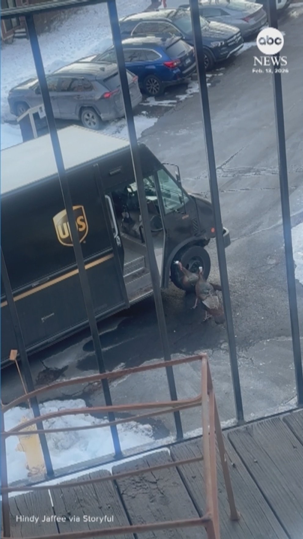 MIRAR: Conductor de UPS aterrorizado por pavos salvajes en Connecticut