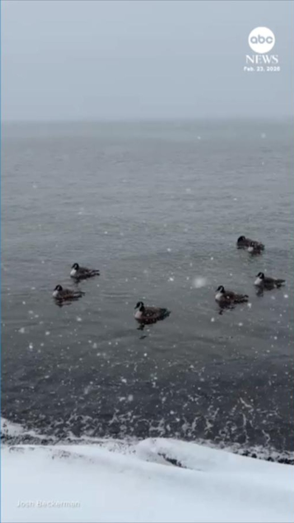 MIRAR: Los patos nadan pacíficamente en el río Hudson mientras una tormenta de nieve azota el noreste