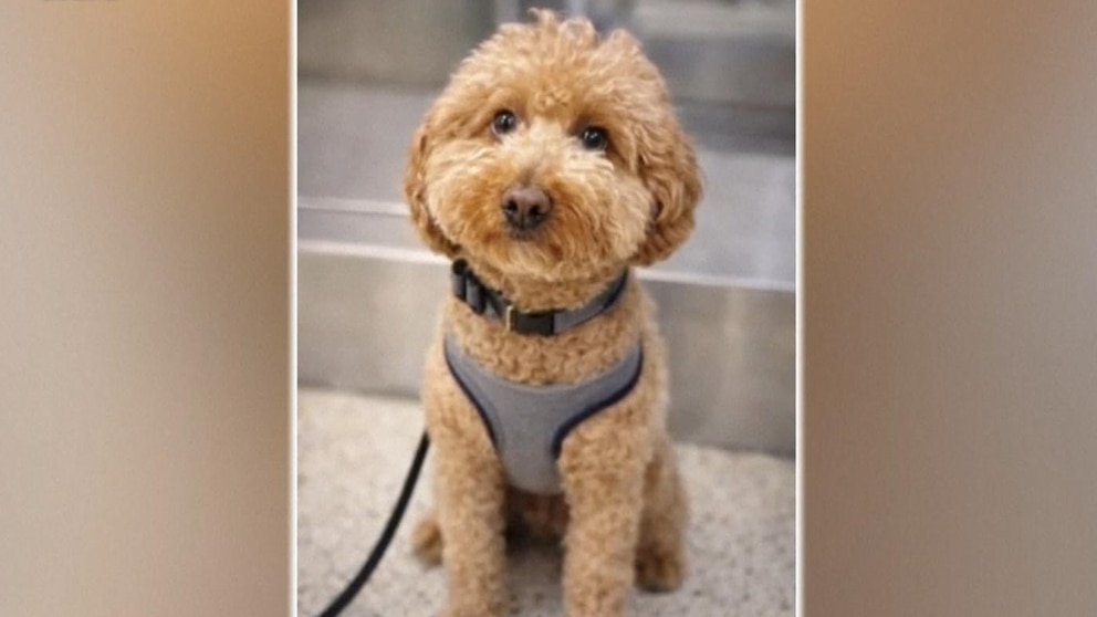 MIRAR: Perro abandonado en el aeropuerto encuentra un nuevo hogar