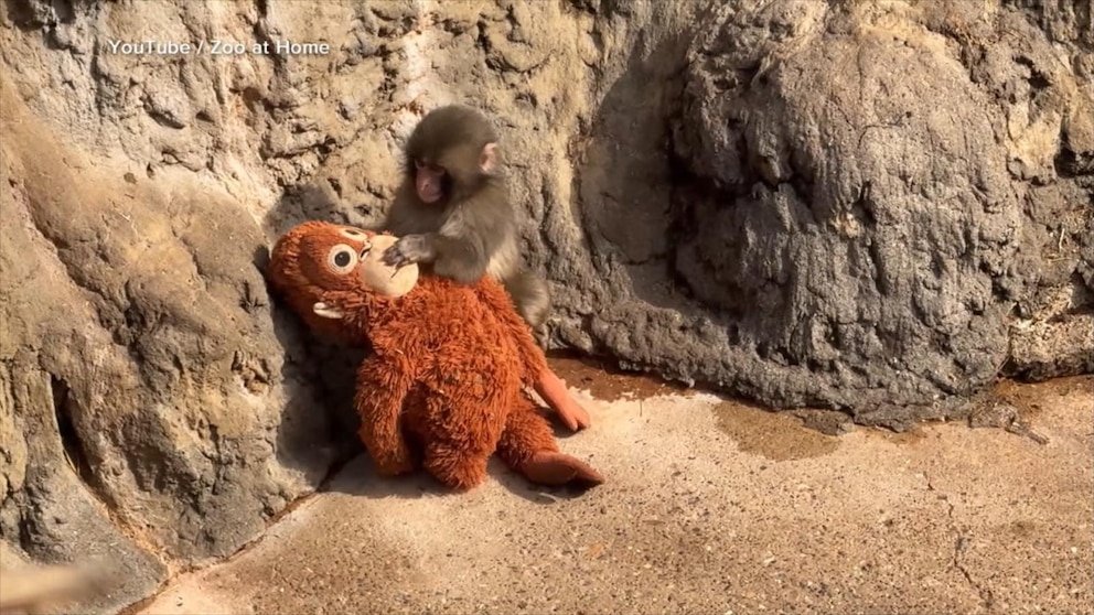 MIRAR: El mono bebé Punch encuentra aceptación entre sus compañeros en el zoológico japonés