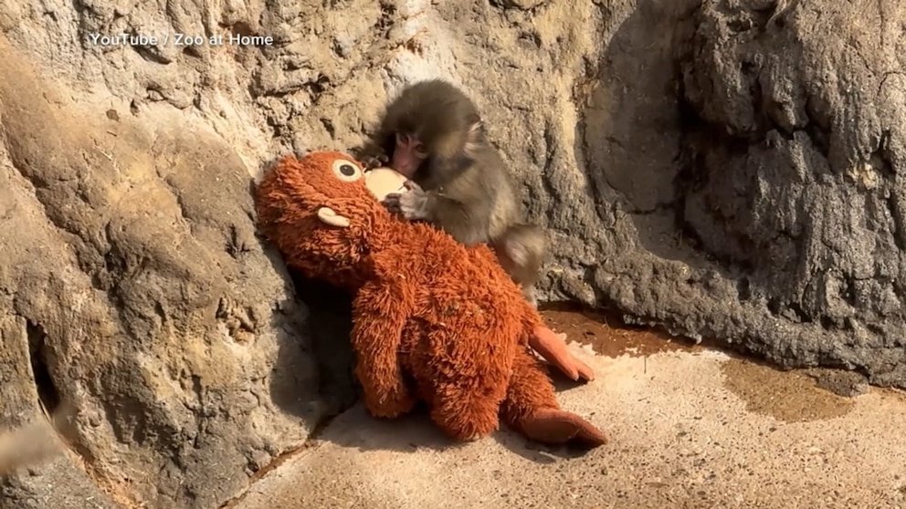 MIRAR: Conoce a Punch the Monkey