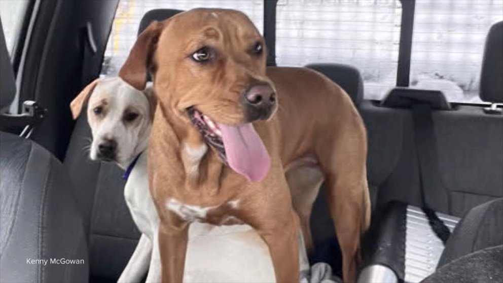 Video: El conductor de un quitanieves le cuenta a David Muir sobre cómo rescatar perros perdidos durante una tormenta de nieve