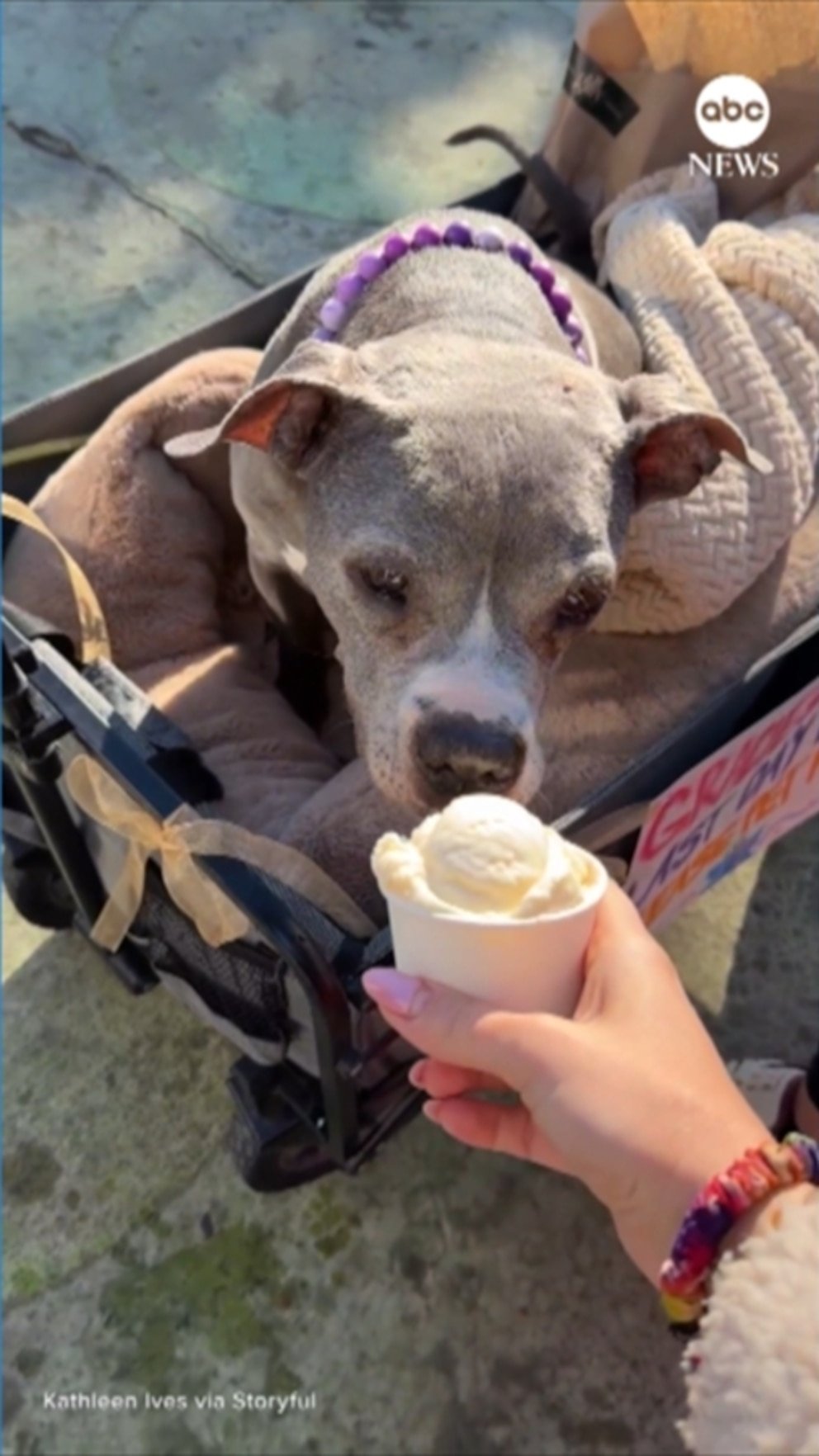 Video Perro con una enfermedad terminal llamado ‘Gracie’ recibe el ‘Mejor último día’