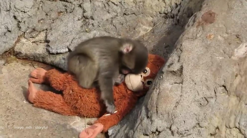 Video David Muir cuenta la historia de Punch, el mono que encontró consuelo en un orangután de juguete