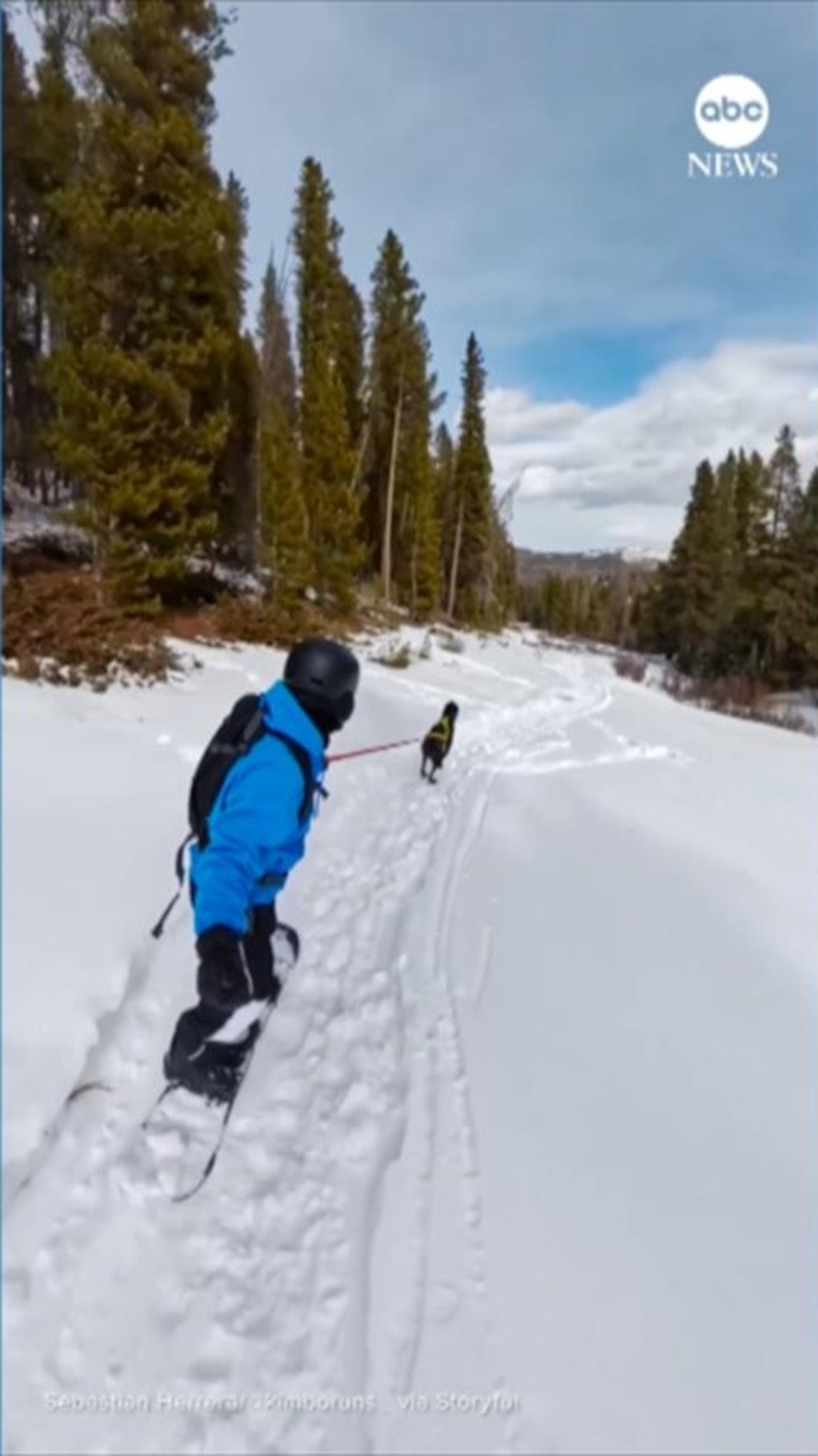 MIRAR: Los practicantes de snowboard de Colorado no necesitan mucha pendiente con este perro