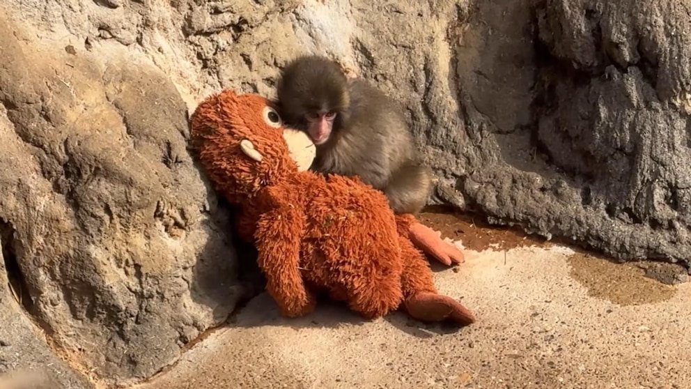 MIRAR: David Muir narra el conmovedor desarrollo de Punch the Monkey y el orangután de peluche