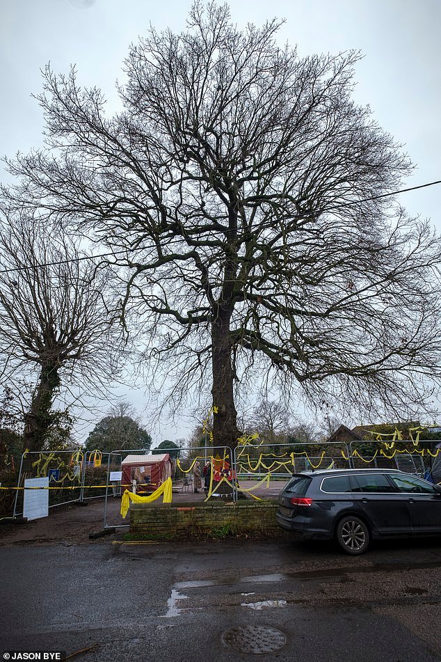 El consejo está pidiendo a los activistas que hagan talar el roble “enfermo” de 170 años en una batalla que ha desgarrado la ciudad, mientras los activistas ganan una solicitud judicial para una revisión judicial.