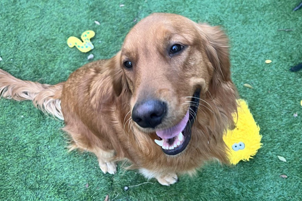 El perro de servicio de Pittsburg compite por el título de mascota favorita de Estados Unidos