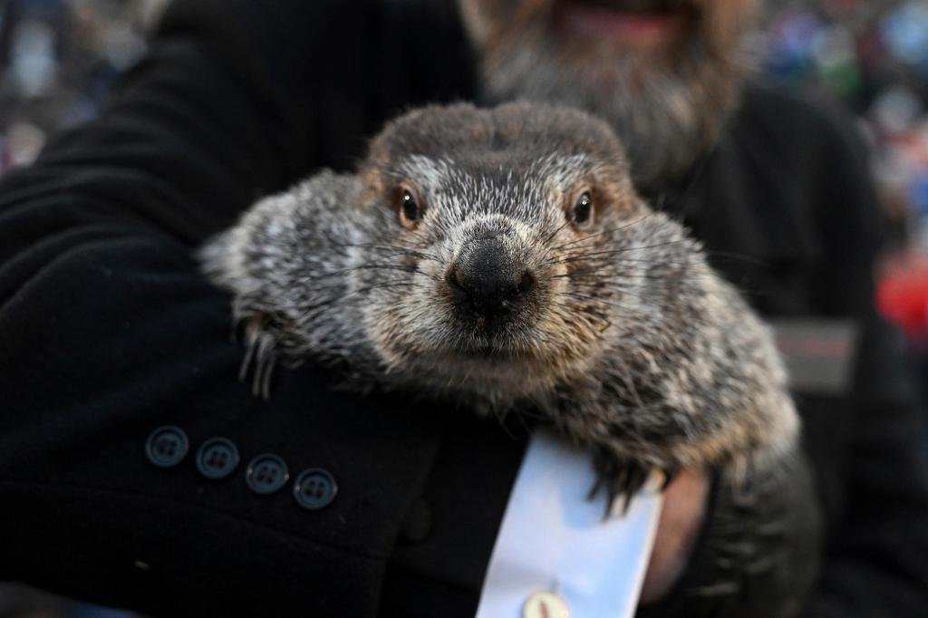 Punxsutawney Phil supuestamente vio su sombra y predijo seis semanas más de clima invernal – The Mercury News