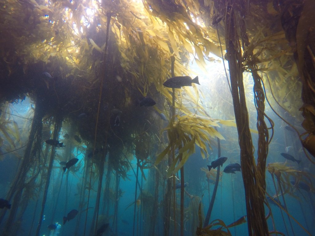 Ranking de los bosques de algas más buscados