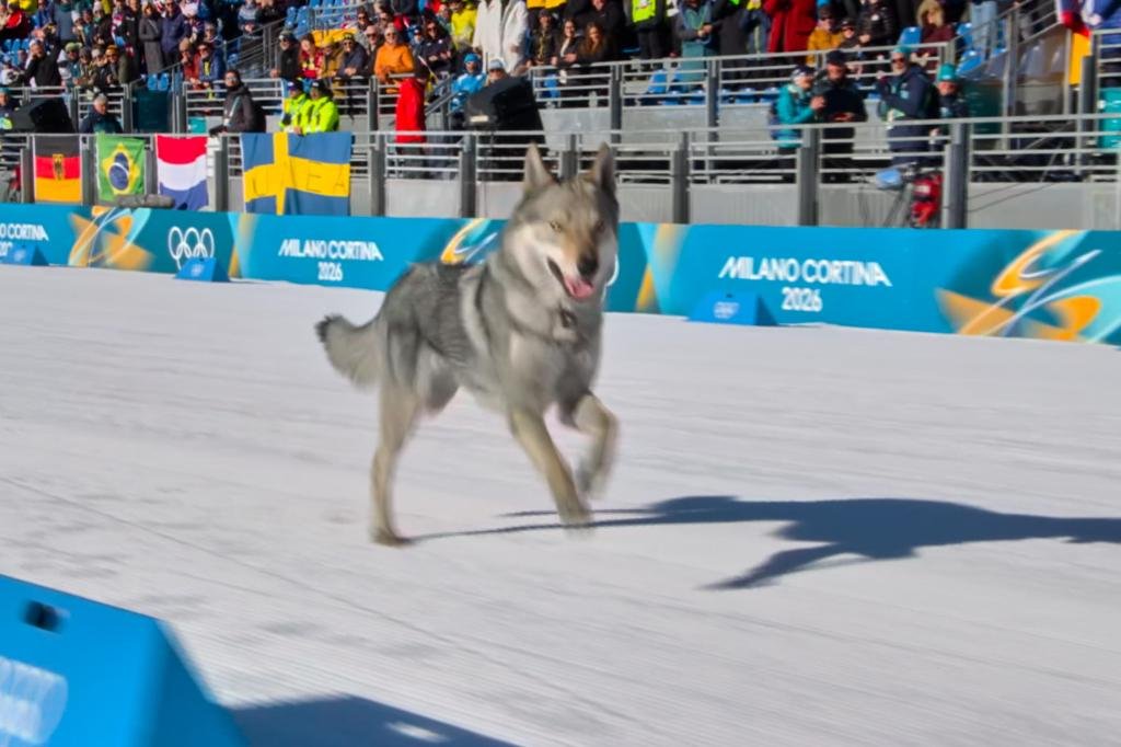 Un perro aparece como invitado olímpico en la pista de esquí de fondo de los Juegos