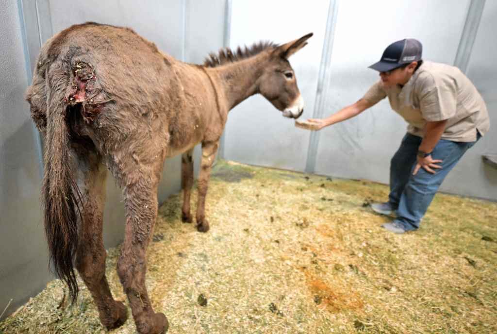 Al menos 11 burros salvajes en California han muerto en misteriosos ataques