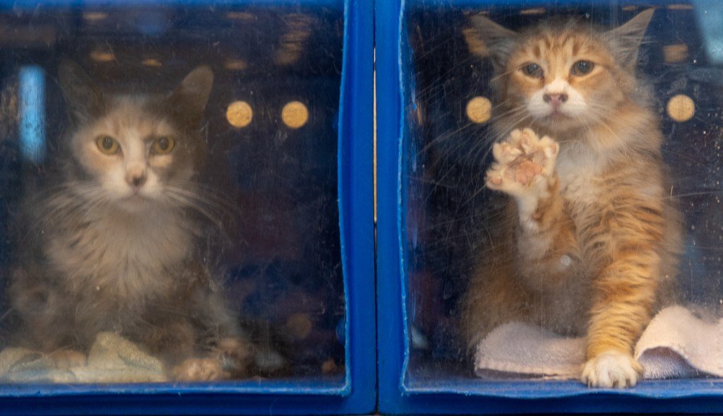 San José podría afrontar un enfrentamiento legal por el estado de su refugio de animales