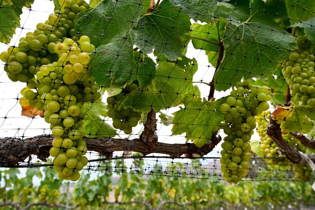 Ex enólogo del Valle de Napa se disculpa por una condena por fraude de uvas de 2,5 millones de dólares