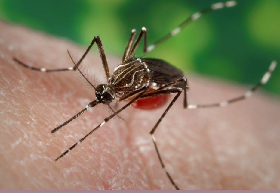 El condado de Santa Clara trata los mosquitos en la llanura aluvial de Palo Alto el miércoles – The Mercury News