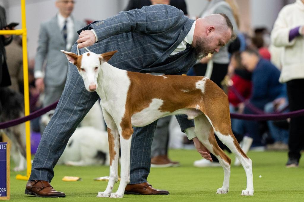 Siete perros compiten por el gran premio en la exposición de Westminster el martes por la noche – The Mercury News