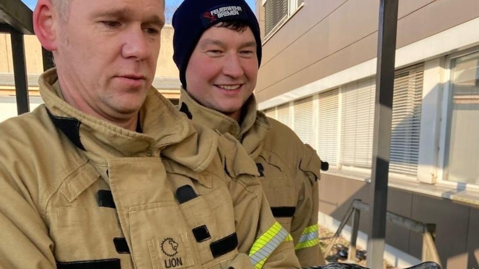 Un ave marina herida picotea la puerta de una sala de urgencias, provocando su propio rescate