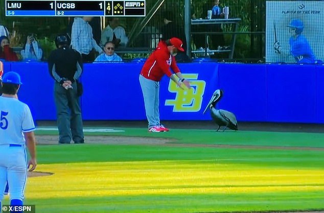 Momento impactante: los fanáticos del béisbol corren para liberar a un animal atrapado que causó caos en un juego universitario en California