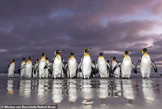 ¿Te apetece nadar por la mañana? Pingüinos rey vistos en las Islas Malvinas después de nadar al amanecer