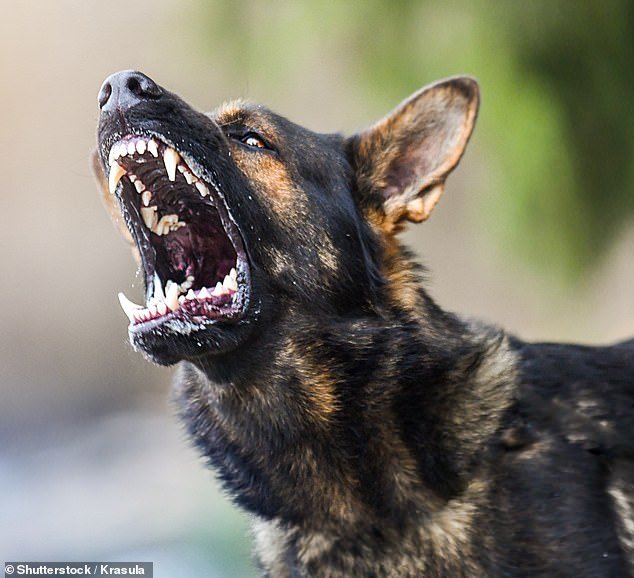 Terror: Perro muerde la cara de una joven mientras la golpea afuera de su casa
