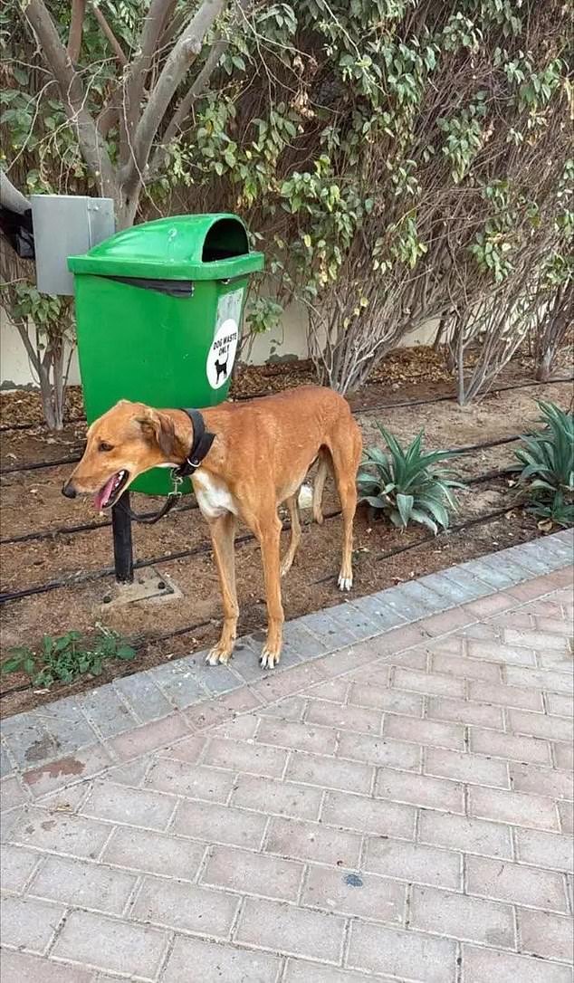 Los expatriados que huyen de Dubai están abandonando a sus mascotas en las calles y en centros de rescate mientras salen corriendo del estado del Golfo.