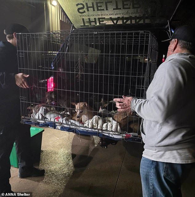 Más de dos docenas de chihuahuas aterrorizados son rescatados de un incendio en una casa