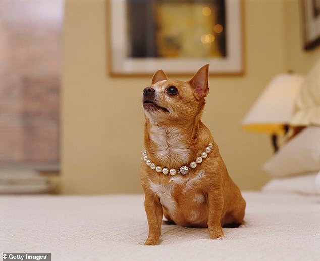 15630695 | Correo diario en línea