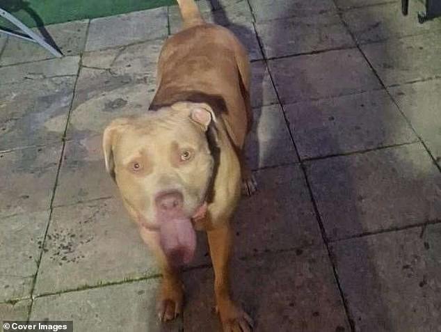 El adolescente dueño del peligroso XL Bully que dejó a su pequeña en coma se salva de prisión