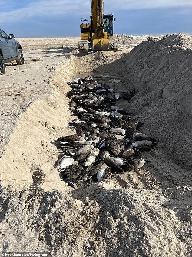 La ira de los lugareños de Hamptons cuando cientos de gansos infectados por la gripe aviar fueron enterrados en una tumba común poco profunda en la playa.