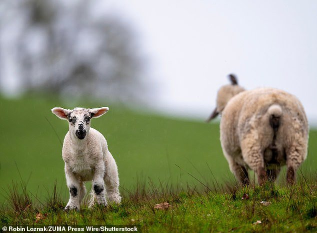 Trece corderos son encontrados muertos después de que les “rompieran el cuello deliberadamente”: la policía hace un llamamiento desesperado