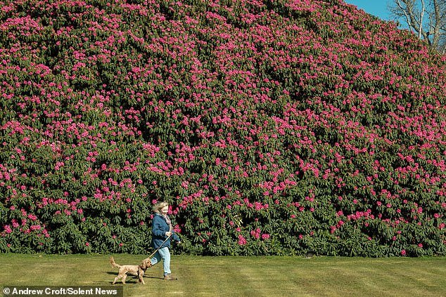 ¡Mierda floreciente! El rododendro más grande de Inglaterra está en flor y ahora es tan grande como DIEZ autobuses de dos pisos