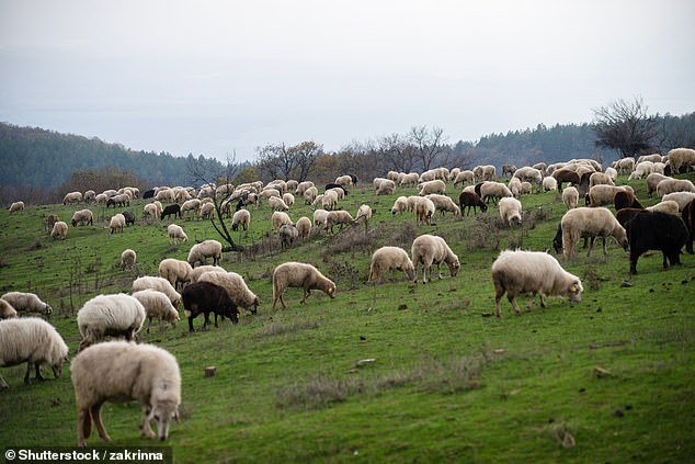 Los dueños de perros enfrentan multas ilimitadas e incluso podrían confiscarles sus mascotas si atacan a animales de granja según las nuevas leyes.