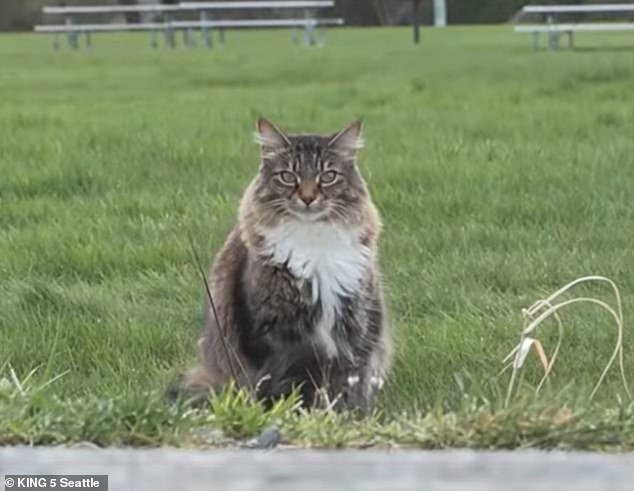 El querido gato rebelde llamado Louis Vuitton cruza descaradamente la frontera de Estados Unidos en busca de comida… y luego trae a su presa a Canadá