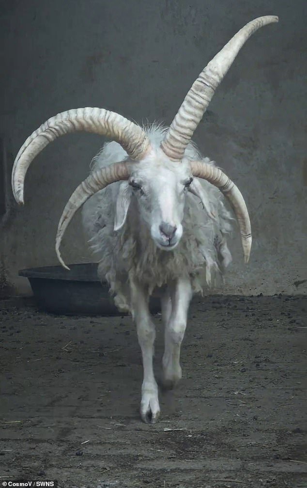 Estoy cachonda… cachonda, cachonda, cachonda: una oveja mutante de cuatro cuernos se convierte en una atracción local en un zoológico chino