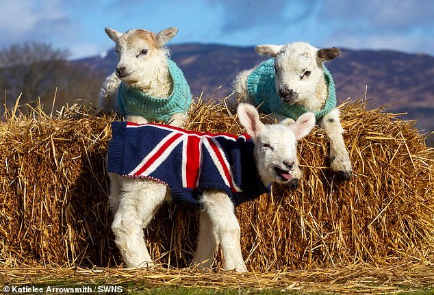 Los corderos huérfanos se mantienen abrigados con suéteres tejidos a mano