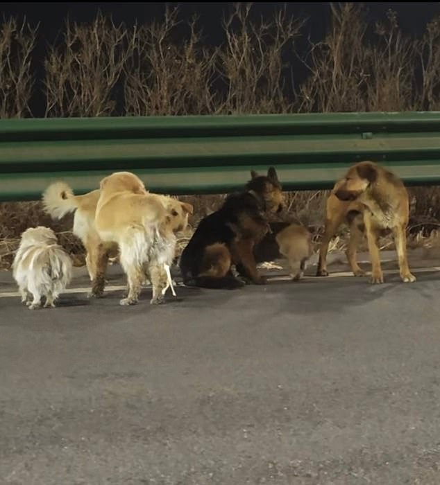 El mundo está atrapado por siete perros robados que escaparon de una fábrica de carne china y se movieron en formación militar para ayudarse mutuamente a caminar diez millas hasta casa.