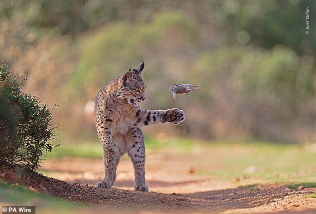 ¡No juegues con tu comida! La impresionante foto de un lince jugando con un roedor antes de comérselo gana el voto público para el premio al Fotógrafo de Vida Silvestre del Año.