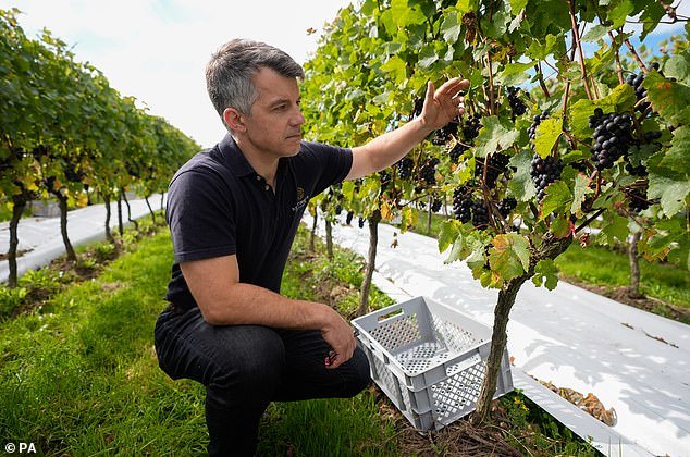 La producción de vino en el Reino Unido está aumentando rápidamente a medida que el verano caluroso y seco da sus frutos con una excelente cosecha de 16,5 millones de botellas.