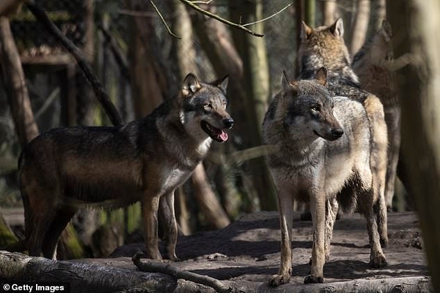 Toda una manada de lobos en un zoológico británico fue sacrificada “como último recurso”.
