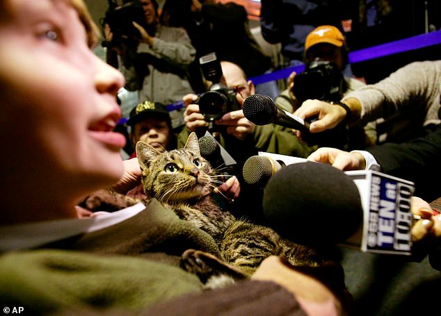 Historias asombrosas de supervivencia animal: desde perros chinos llevados a casa por corgis hasta elefantes que escaparon del zoológico y se embarcaron en un viaje de 300 millas por todo el país.