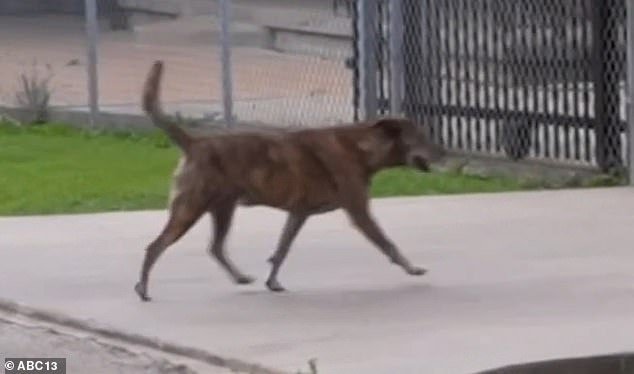 Horrible barrio de Texas donde jaurías de perros callejeros deambulan por las calles tras los recientes abusos mortales