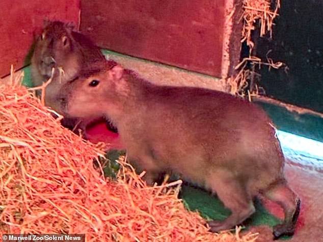 Tras la pista de Samba, el capibara escapado: JANE FRYER se une al preocupado personal del zoológico y a los lugareños encantados para encontrar el animal perdido… y revela la verdadera razón por la que es tan difícil atraparlo.