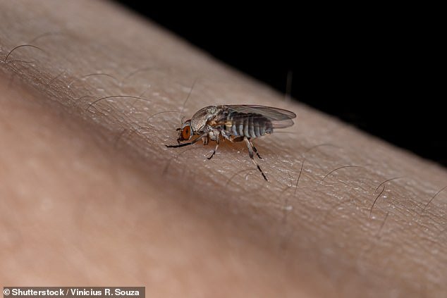 Enorme aumento de moscas diminutas y llamativas azota a California: “Son como pequeños demonios”