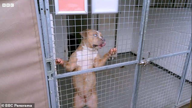 Dentro del XL Bully Pound: las perreras especializadas albergan a 500 de los perros peligrosos incautados, donde el personal “teme que suene el teléfono”