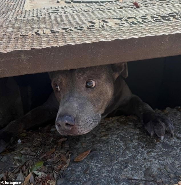 Adorable perro fue rescatado de una situación inusual después de que un transeúnte escuchó ladridos provenientes del subsuelo